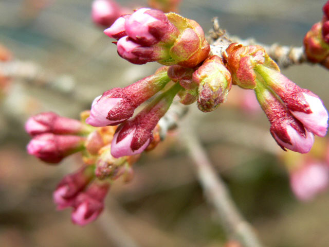 ハングル 桜の花を発見 5월14일 토요일 ほかの国のコトバ ８言語つまみぐい