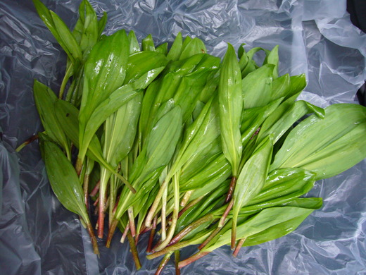 a0118989_2341031.jpg