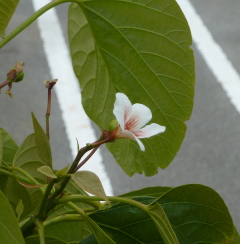 f0166694_2013259.jpg