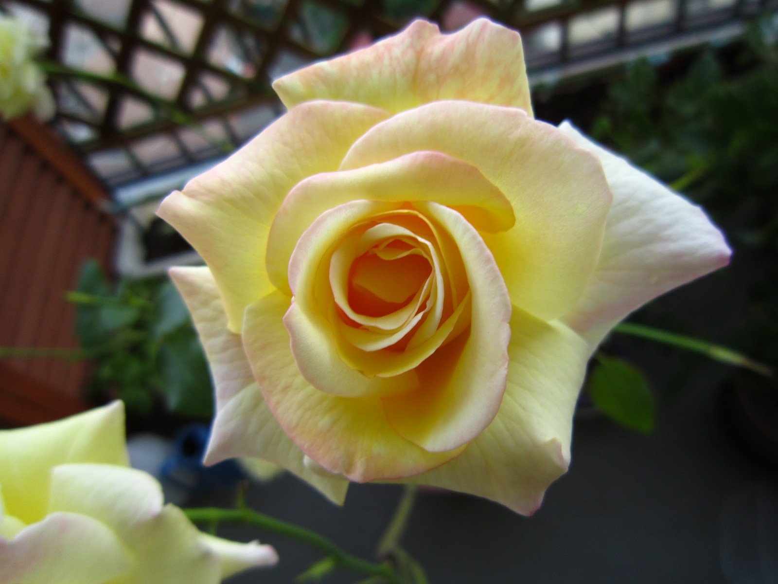薔薇_f0204295_14135881.jpg