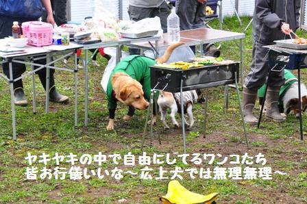 ５月５日の犬森さん_f0212597_21442564.jpg