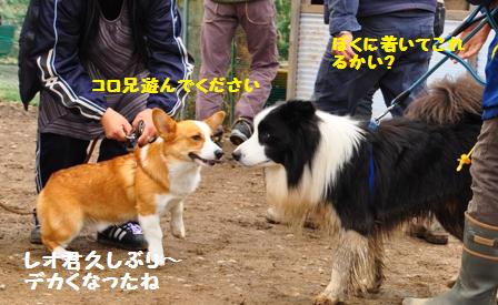 ５月５日の犬森さん_f0212597_21521214.jpg