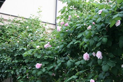 b0199304_23254052.jpg