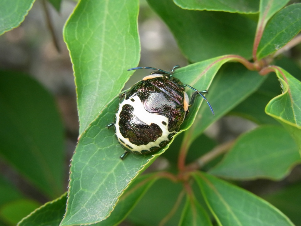 アカスジキンカメムシ_b0049307_822184.jpg