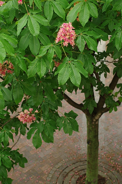 c0156908_8504386.jpg