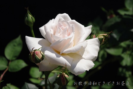 c0147909_12182463.jpg