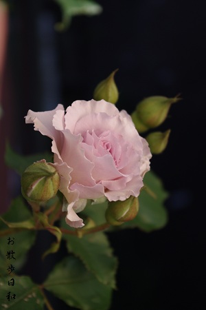 c0147909_1220317.jpg