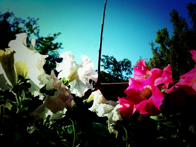 c0026612_92396.jpg