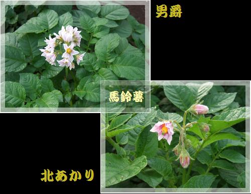 じゃがいもの花 パソコン De あれこれ