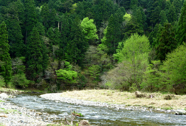 北山 花背交流の森あたり_e0048413_1962248.jpg