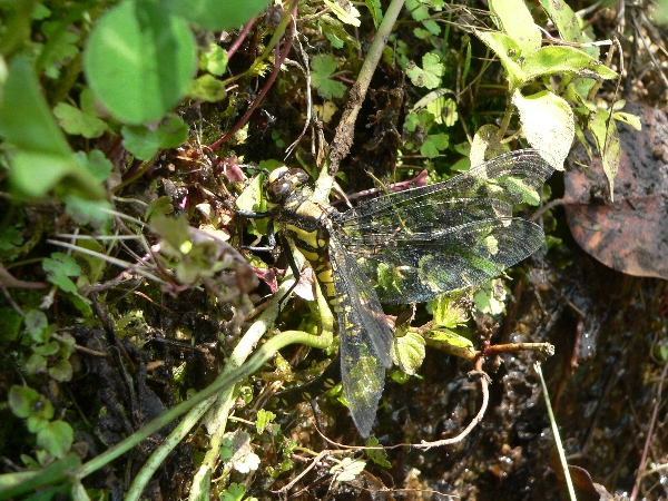 e0002314_17514025.jpg