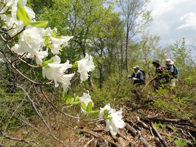 三森山～オボコンベ山～桐ノ目山…川崎３山を辿る_a0127015_8182119.jpg