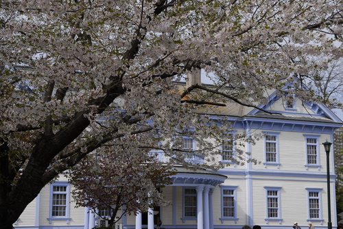 2011年5月　水芭蕉、桜_c0219616_0331261.jpg