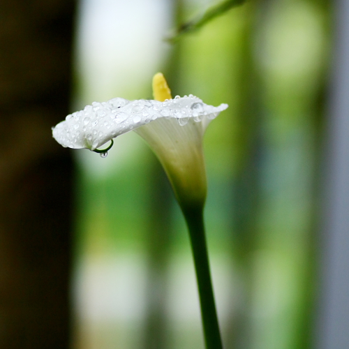 水の花_b0042527_11491414.jpg