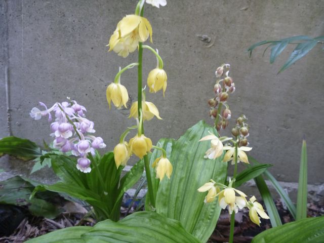 病害虫対策_b0054727_1911225.jpg
