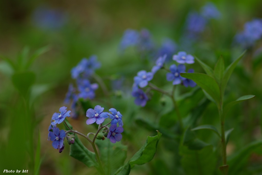 2011年5月11日　昭和万葉の森_f0148627_2131350.jpg