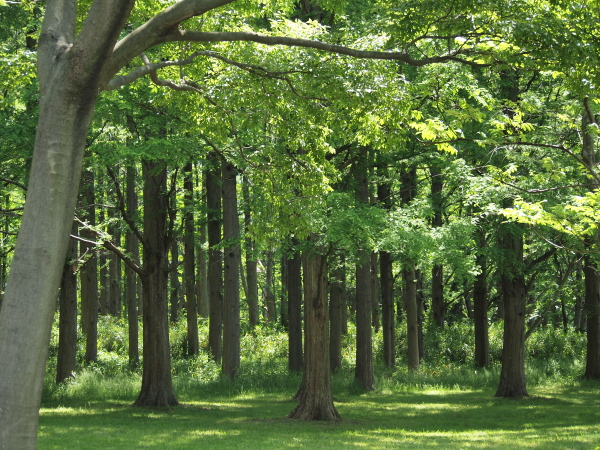 １１年５月１５日　水元公園でお散歩♪_c0117831_19403834.jpg