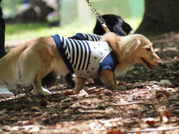 １１年５月１５日　水元公園でお散歩♪_c0117831_19422540.jpg