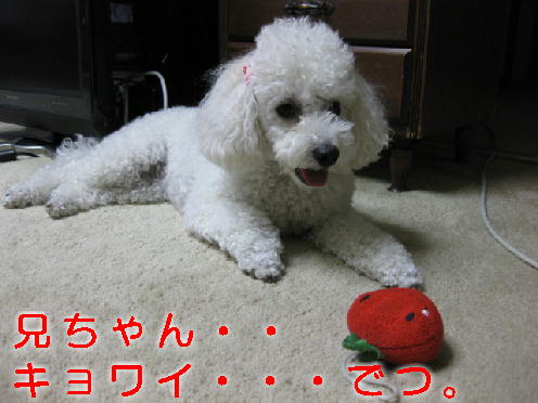 c0117239_8133077.jpg