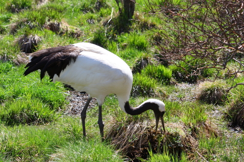 WATARIDORIと留鳥　５月１５日_f0113639_13131260.jpg