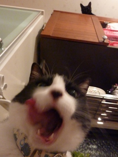 おかわりびぃーむ猫 空しぇるのぇるろった編。_a0143140_22241188.jpg