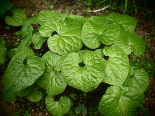 葵祭と双葉葵 摘 み 草 日 記 葵祭と双葉葵 摘 み 草 日 記