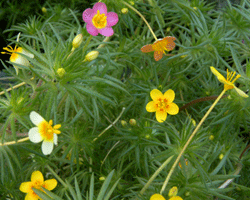 e0159050_23132695.gif