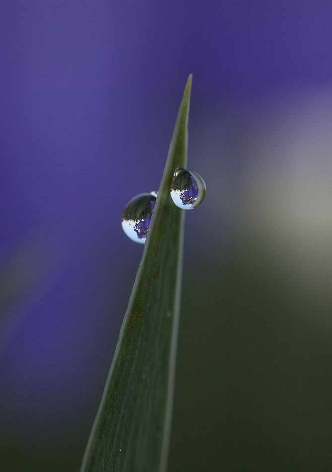 早朝の雨上がり_a0146658_13414553.jpg