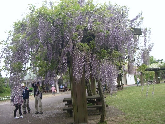 植物園に行って来ました_d0217060_20141289.jpg