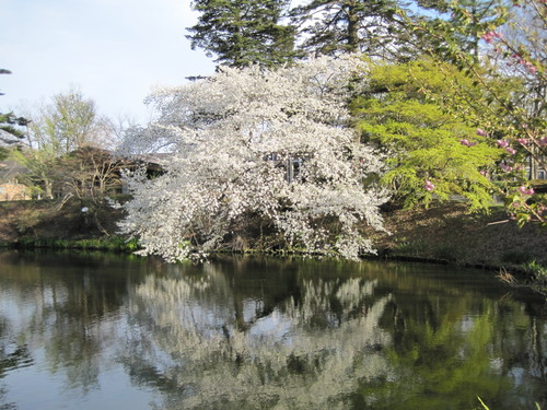 アイス日和　＠櫻花～軽井沢の桜～_f0236260_130033.jpg