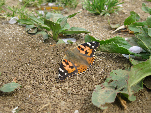 e0064461_17505298.jpg