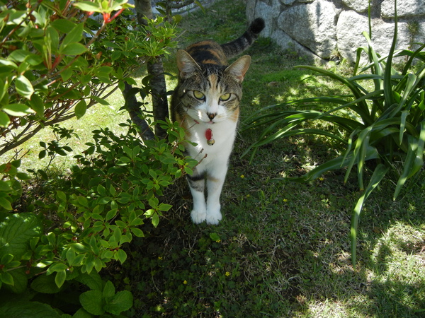2011年5月15日(日)タマネギの収穫と卓球!_f0060461_19592588.jpg
