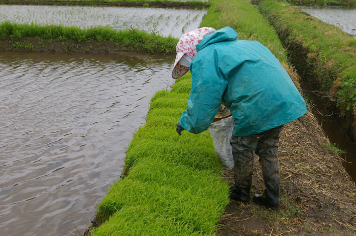 東日本大震災で１カ月近く遅れた実家の田植え（５・７）_c0014967_1791615.jpg