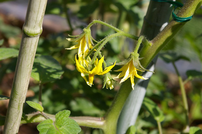 トマトとナスの花が咲いた 野菜の花もきれいだと思う 5 15 北鎌倉湧水ネットワーク トマトとナスの花が咲いた 野菜の花もきれいだと思う 5 15 北鎌倉湧水ネットワーク