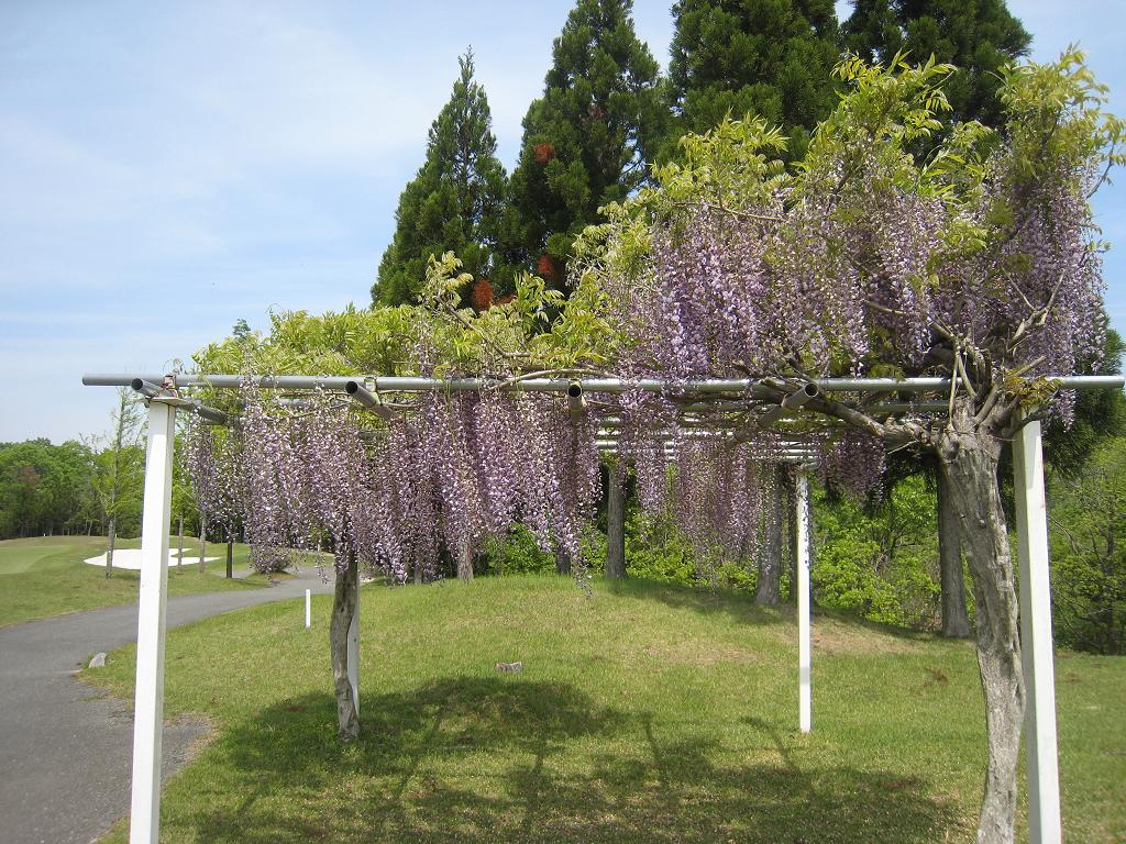 藤のはナ_f0205367_21205657.jpg