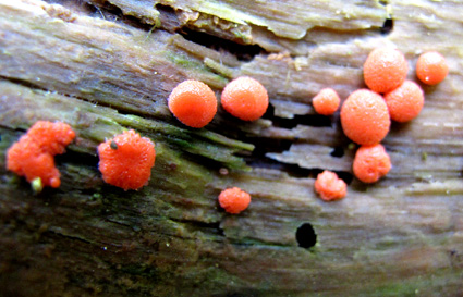 ピンク色のキノコ かってに美 Art ピンク色のキノコ かってに美 Art