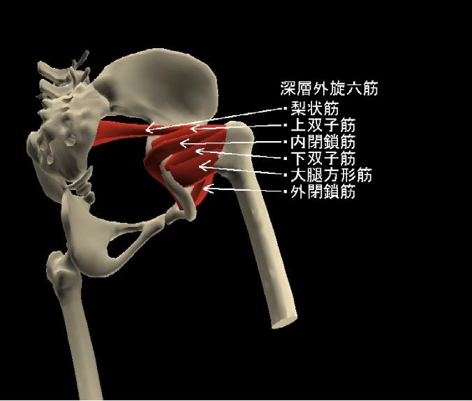 ワークアウト：自転車におけるハムストリングスの使い方_c0145975_17101818.jpg