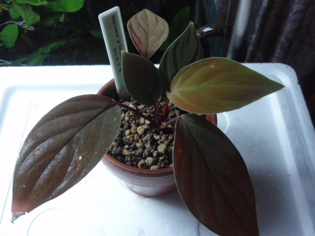 Homalomena sp. 北Sanggau Brown TB便 ホマロメナ Homalomena sp. Sanggau-Brown : PlantsCade -2nd effort