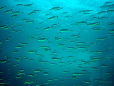 ザ・中性浮力_f0144385_040422.jpg