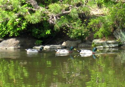 鶴舞公園のバラ（5月15日）_d0021786_21122989.jpg