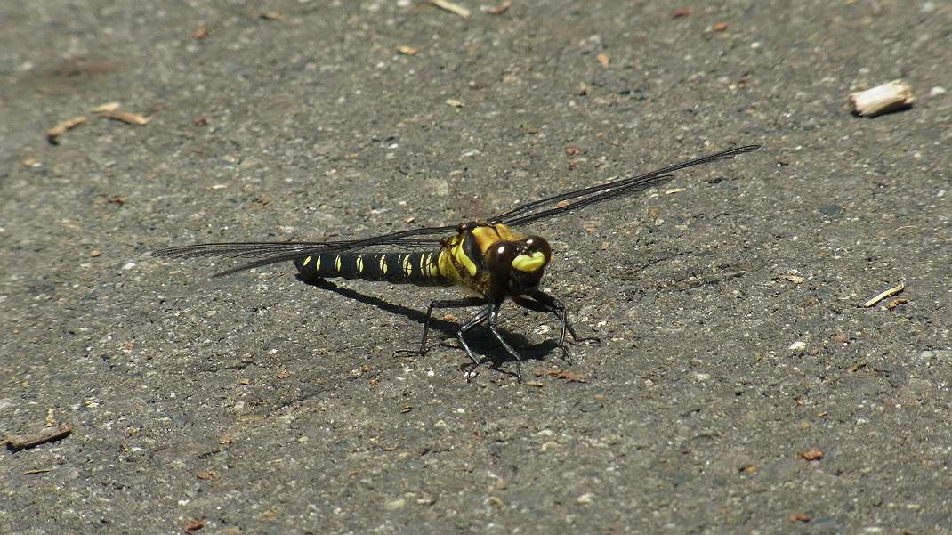 a0152692_18412698.jpg