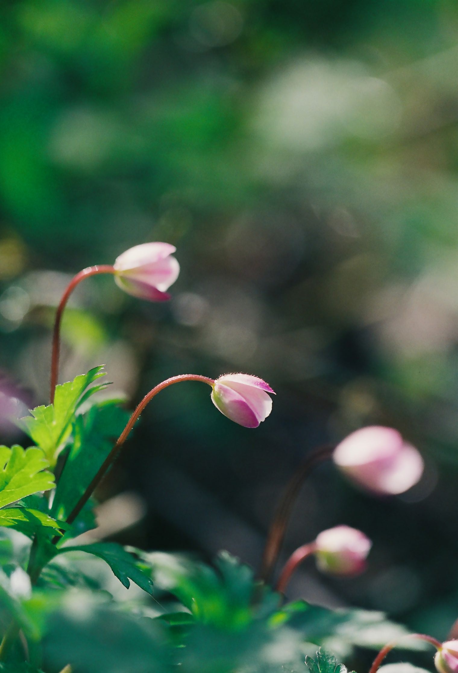 春の里山にて　（ 花編 ）_f0220698_16532999.jpg