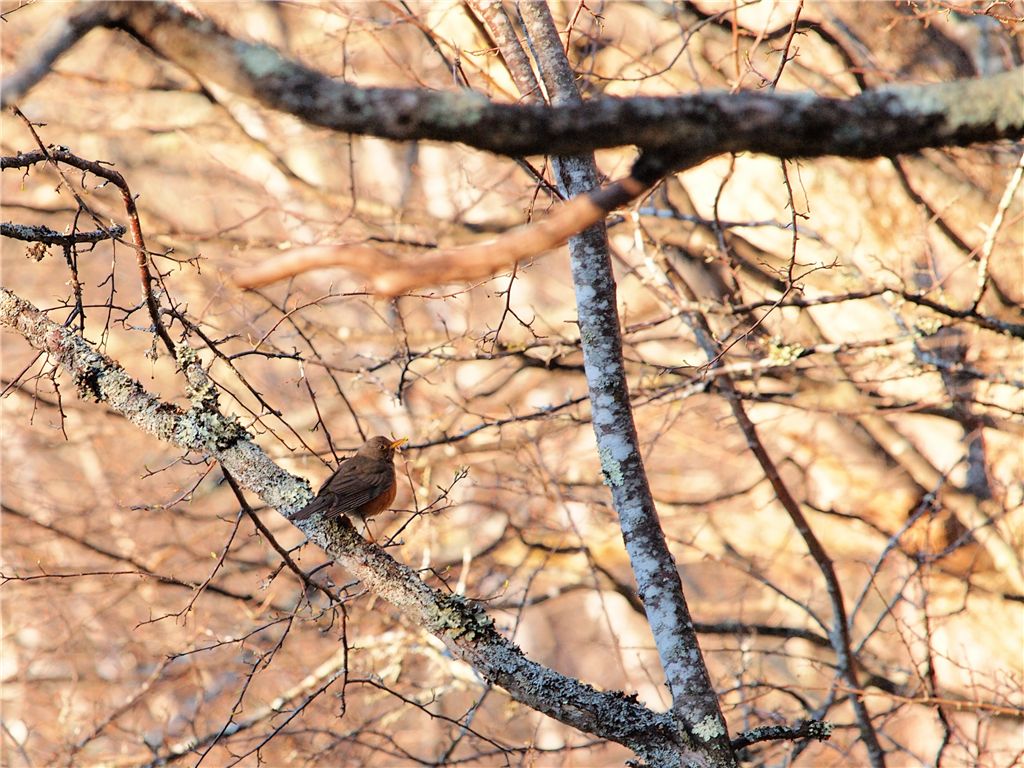 戦場ヶ原で野鳥撮り_f0224100_23234119.jpg