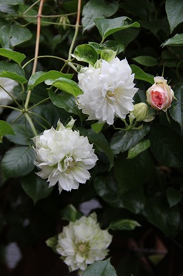 a0123003_23294163.jpg