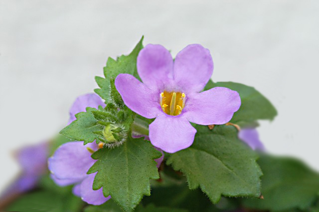 e0039703_23444233.jpg