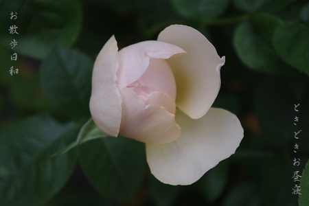c0147909_20492272.jpg