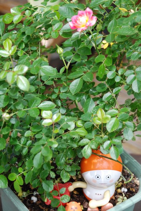 ミニバラと なちゅどん 00aa恵比寿美容室 Hana 癒し系ヘアサロン ヘアー ハナ ミニバラと なちゅどん 00aa恵比寿美容室 Hana 癒し系ヘアサロン ヘアー ハナ