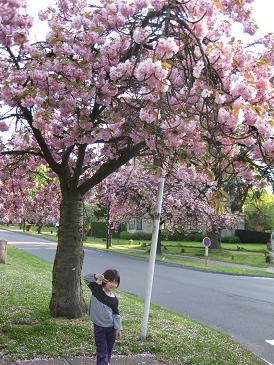 ベルギーの八重桜_c0084213_913969.jpg