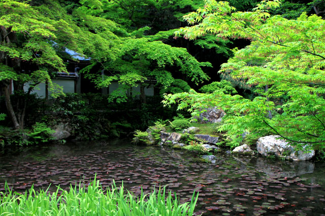 南禅院 青もみじ_e0048413_20174127.jpg