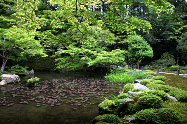 南禅院 青もみじ_e0048413_20175082.jpg